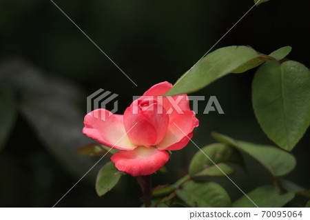 荒尾市，Ara Omoya市民的花壇，玫瑰花， 70095064