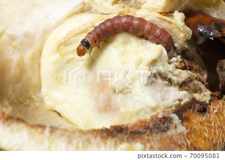 Close up of worm (Mudaria luteileprosa Holloway) on durian fruits. 70095081