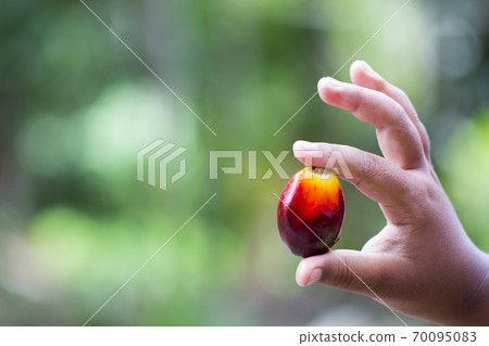 Red palm oil seeds on Child's hands 70095083