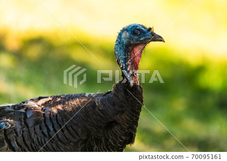 Wild Turkey close-up portrait with a smooth green background Wild Turkey close-up portrait with a smooth green background 70095161