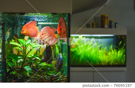 Colorful fish from the spieces Symphysodon discus in aquarium. Colorful fish from the spieces Symphysodon discus in aquarium. 70095197