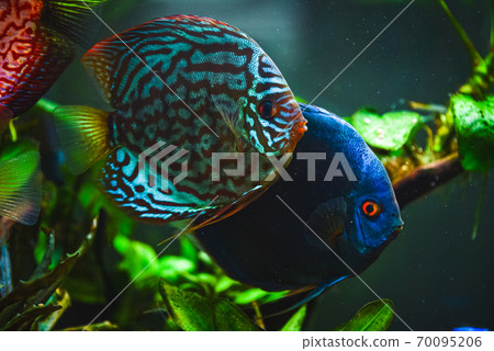 Colorful fish from the spieces Symphysodon discus in aquarium. 70095206