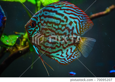 Colorful fish from the spieces Symphysodon discus in aquarium. 70095207