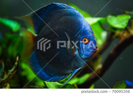 Colorful fish from the spieces Symphysodon discus in aquarium. 70095208