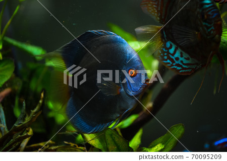 Colorful fish from the spieces Symphysodon discus in aquarium. 70095209
