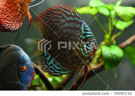 Colorful fish from the spieces Symphysodon discus in aquarium. Colorful fish from the spieces Symphysodon discus in aquarium. 70095210