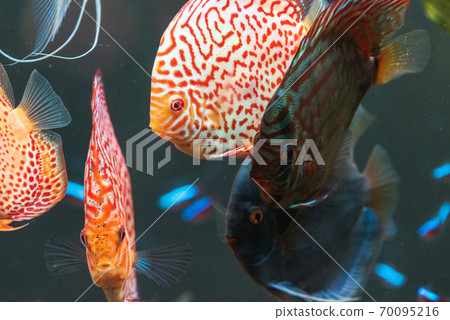 Colorful fish from the spieces Symphysodon discus in aquarium. 70095216
