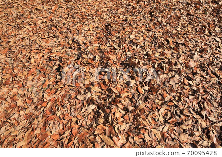 Chiba Prefecture Carpet of fallen leaves 70095428