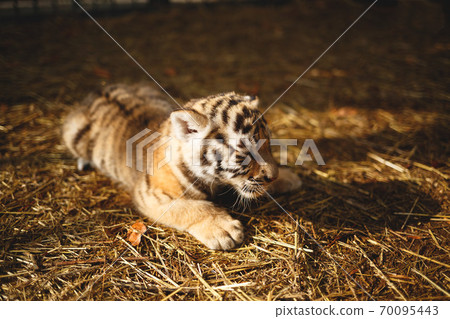 Cute little Tiger cubs playing in the grass Stock Photo by