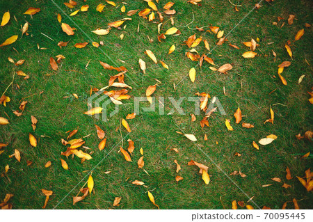 yellow autumn leaves lie on green grass 70095445