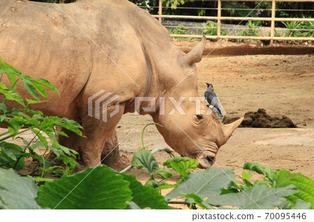 White rhino spending at the zoo 70095446