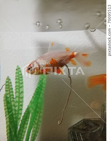 金魚渾 金魚渾 70095513