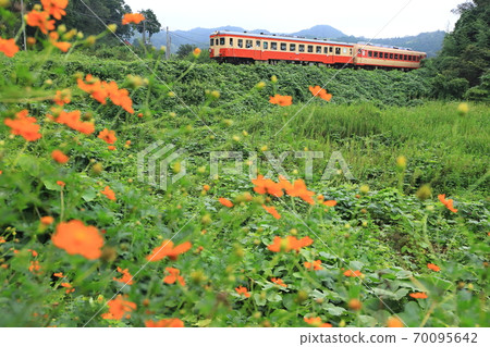 Isumi Railway "Kibana Cosmos Blooming Scenery and JNR Vehicles" Isumi Railway "Kibana Cosmos Blooming Scenery and JNR Vehicles" 70095642