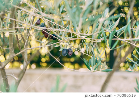 Ripe black olives on the branches of the tree. Ripe black olives on the branches of the tree. 70096519