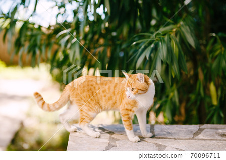 A ginger cat stands on a stone border near the trees against a blurred background. 70096711