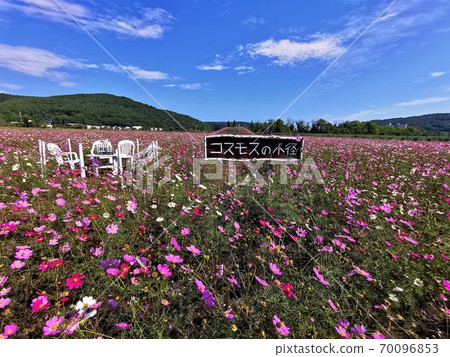 波斯菊田(Amisato Omagari湖畔花園) 波斯菊田(Amisato Omagari湖畔花園) 70096853