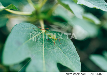 The green grasshopper Barbitistes fischeri sits on a fig tree. The green grasshopper Barbitistes fischeri sits on a fig tree. 70096876