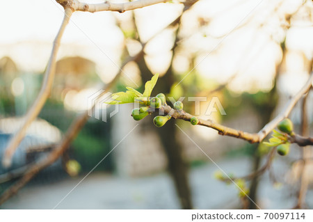A branch on a fig tree with small fruits and recently dissolved leaves. A branch on a fig tree with small fruits and recently dissolved leaves. 70097114