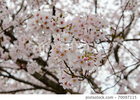 In Kagawa Prefecture, the cherry blossoms in full bloom in Asahiyama Park are up In Kagawa Prefecture, the cherry blossoms in full bloom in Asahiyama Park are up 70097115
