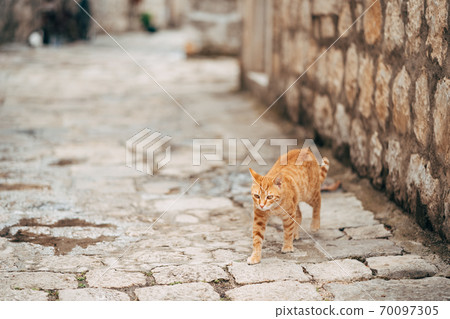 A ginger cat walks along a stone road against the background of a tall stone building along the street. 70097305