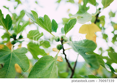 Close-up of green figs on tree branches, among yellow and green autumn leaves. Close-up of green figs on tree branches, among yellow and green autumn leaves. 70097339