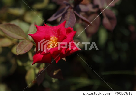 Arao City Arao Omoya Citizen's Flower Bed Rose Flower, Arao City Arao Omoya Citizen's Flower Bed Rose Flower, 70097615