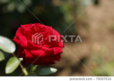 Arao City Arao Omoya Citizen's Flower Bed Rose Flower, Arao City Arao Omoya Citizen's Flower Bed Rose Flower, 70097616