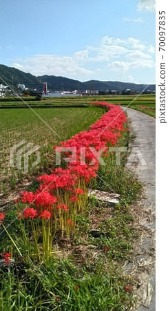 群集孤挺花 70097835