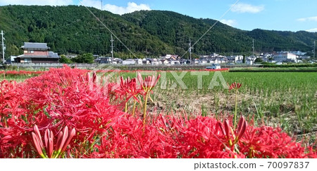 群集孤挺花 70097837