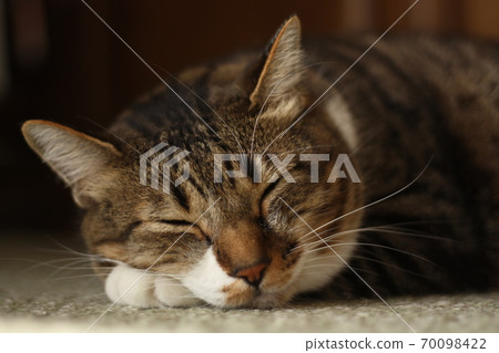 Cat taking a nap on a hand pillow Cat taking a nap on a hand pillow 70098422