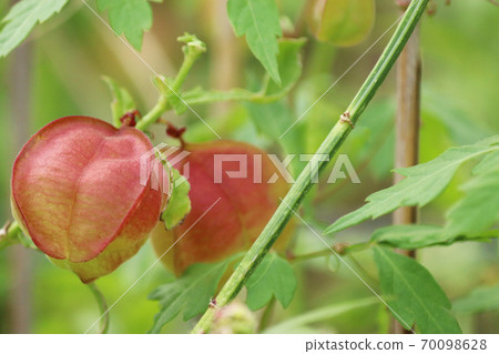 Balloon vine fruit Balloon vine fruit 70098628