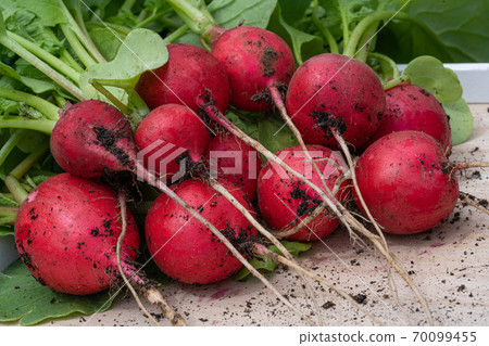 Harvest season, Radish Harvest season, Radish 70099455