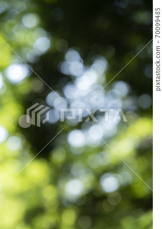 Fresh green, out focus Fresh green, out focus 70099485