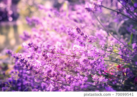 Lavender flowers background Lavender flowers background 70099541