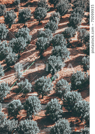 Pattern of olive trees with shadows on a hill of Aspromonte in Calabria 70099935