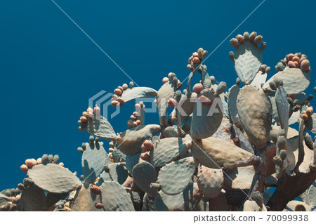 Natural prickly pear cactus aka opuntia ficus indica aka fico di India in Calabria 70099938