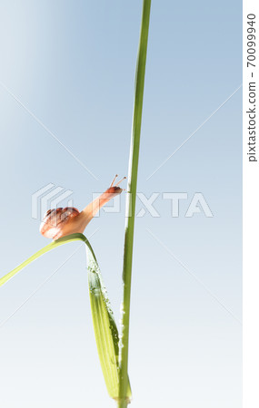Macro of snail reach to grass Macro of snail reach to grass 70099940