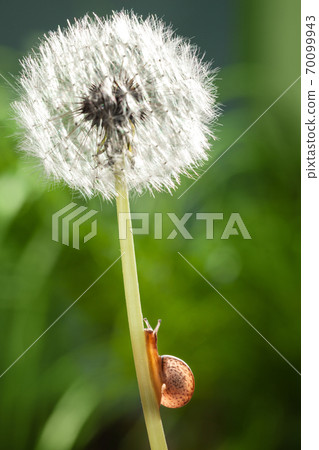 Small snail on big dandelion 70099943