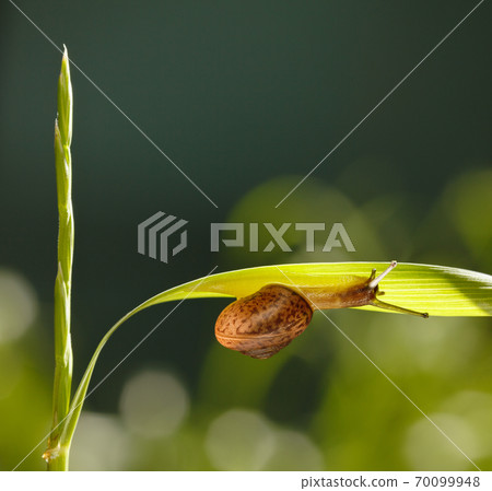 Snail under grass leaf Snail under grass leaf 70099948