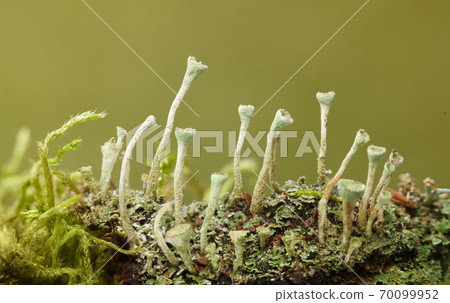 Cladonia Cup Lichen Colony 70099952