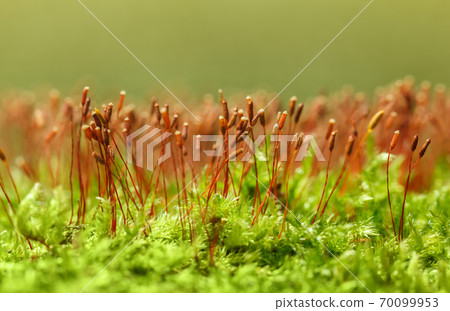 Red and green colours of moss 70099953