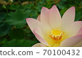 A lotus 70100432