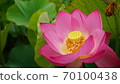 A lotus 70100438