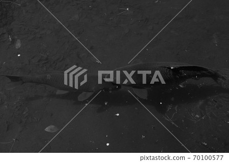 Carp of a pond 70100577