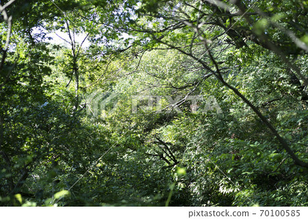 Forest snapshot 70100585