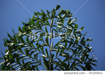 Green Fishtail Palm tree Green Fishtail Palm tree 70100842