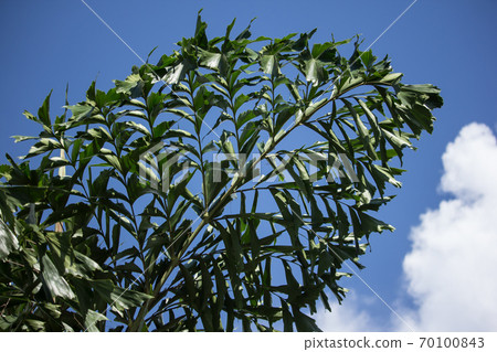 Green Fishtail Palm tree Green Fishtail Palm tree 70100843