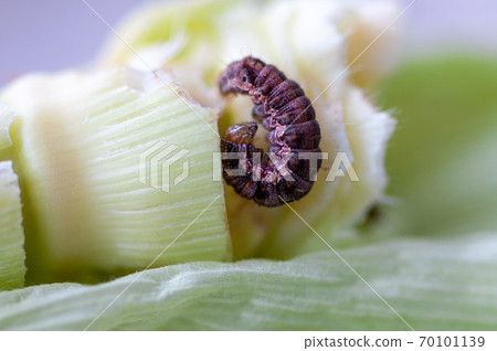 Close-up of a caterpillar 70101139