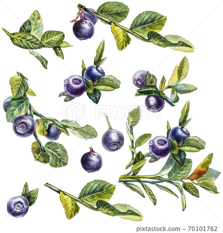 Blueberry. Watercolor botanical illustration. Hand drawn watercolor painting blueberry on white background. Blueberry. Watercolor botanical illustration. Hand drawn watercolor painting blueberry on white background. 70101762