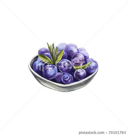 Blueberry. Watercolor botanical illustration. Hand drawn watercolor painting blueberry on white background. Blueberry. Watercolor botanical illustration. Hand drawn watercolor painting blueberry on white background. 70101763